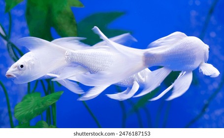 31o直播全新上线,开启你的互动娱乐新纪元 31o直播全新上线,开启你的互动娱乐新纪元